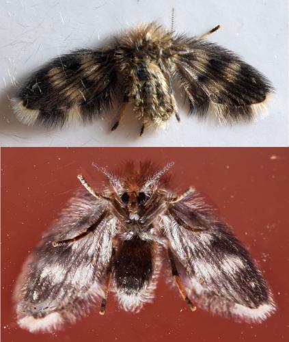 Réf. 304 167 : Pericoma sp.